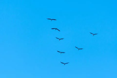 Migrating Common Cranes in  V formation Stock Photos