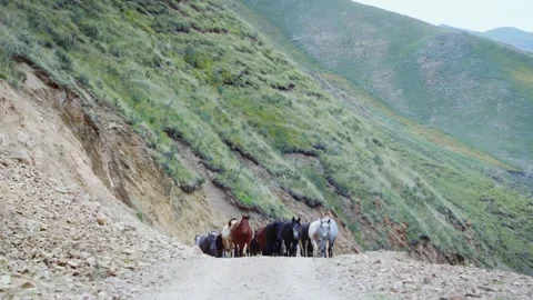 Migrating cows and horses Stock Footage 235106726