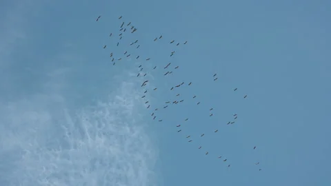 Migrating Crane in autumn Stock Footage 221494014