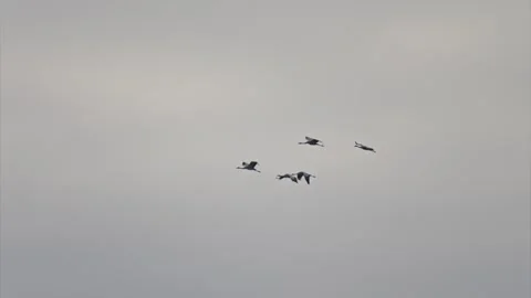 Migrating cranes in flight over blue sky recorded in slow motion showing na.. Stock Footage 328282816