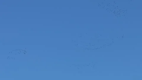 Migrating Cranes Flying in V Formation Over Valle del Tiétar 스톡 동영상 306482764