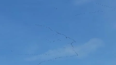 Migrating Cranes Flying in V Formation With Cirrus Clouds 스톡 동영상 306487734