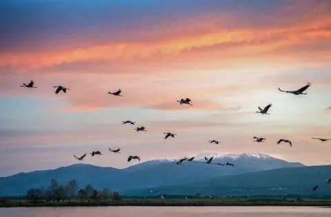 Migrating cranes over Hula lake reserve, Israel Stock Photos