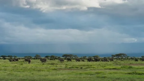 Migrating elephants Stock Footage 133963983