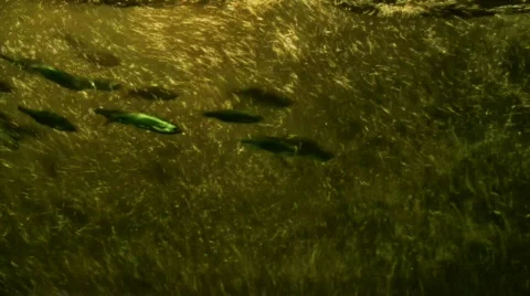 Migrating fishes Stock Footage 514631