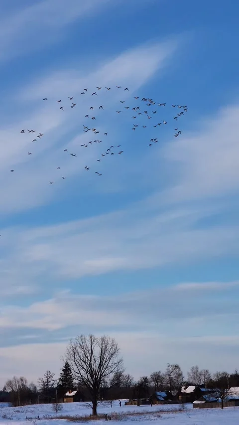 Migrating flock of birds flying over snowy winter village Video stock 337202464