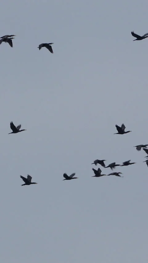 Migrating Flock Of Birds Flying Through Moody Gray Sky Stockbeeldmateriaal 334641800