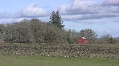 Migrating flock of Canada Geese Vidéo 10595302