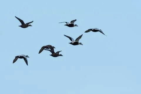 Migrating flock with Eider ducks Stock Photos