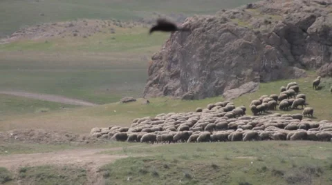 Migrating flock of sheep on spring pasture Video stock 62393456