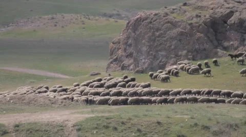Migrating flock of sheep on spring pasture Vídeo Stock 62393616