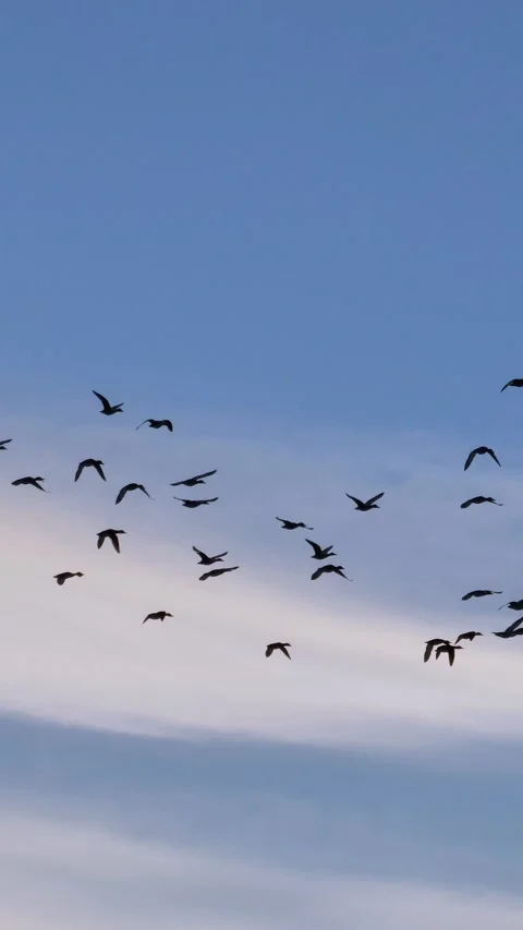 Migrating flock of silhouetted birds flying 스톡 동영상 337202099