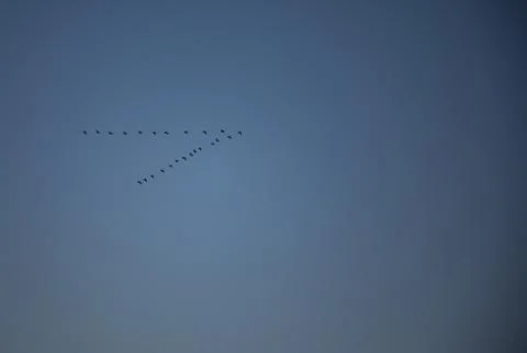 Migrating flying ducks in v form with blue sky Stock Photos
