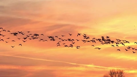 Migrating geese fly against a sunset sky. Stock-Footage 157883046
