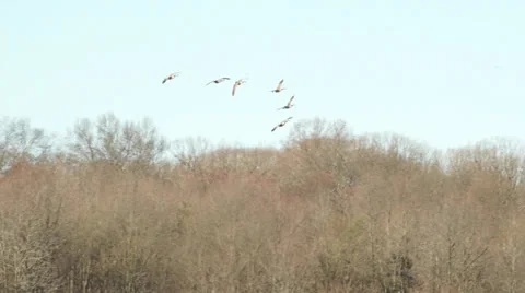 Migrating Geese Fly in over Pond Stock Footage 23913431