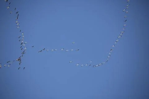 Migrating Geese Stock-Fotos
