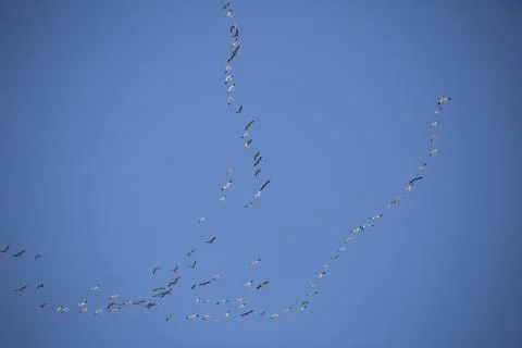 Migrating Geese Stock Photos