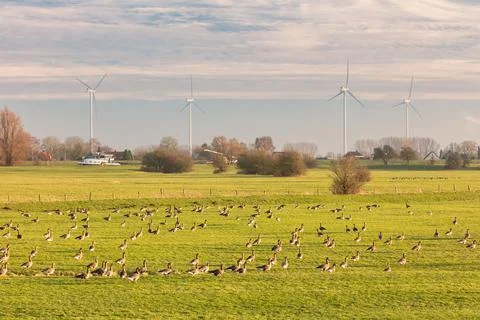 Migrating geese resting on a meadow in front of the Dutch river IJssel near A Photos