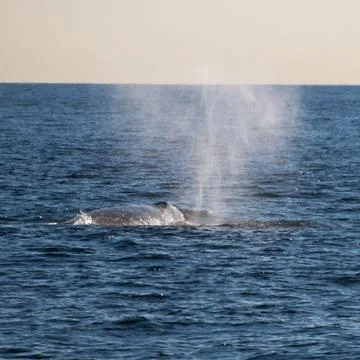Migrating gray whale Stock Photos