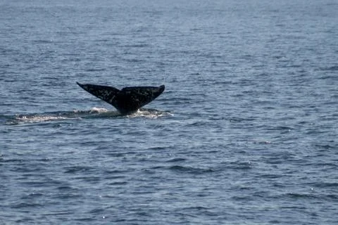 Migrating gray whale Foto stock