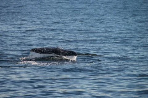 Migrating gray whale Stock Photos