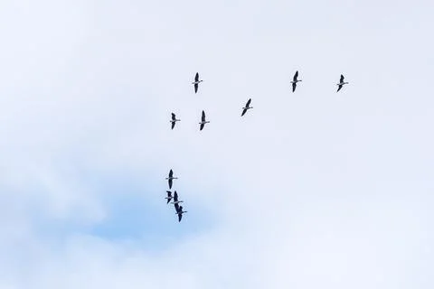 Migrating Greater White fronted Geese Overhead Stock Photos