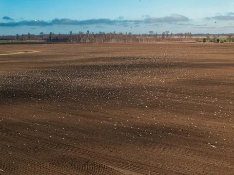 Migrating gull flock over ploughed fields under soft morning light Stock Photos