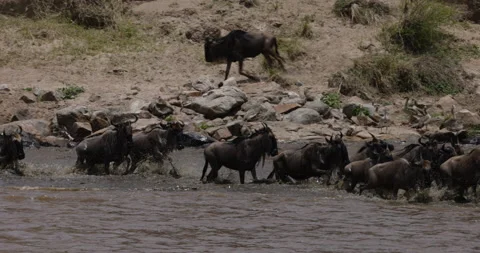 Migrating herd wildebeest fighting for survival, running and crossing the Mara Stock Footage 160905172