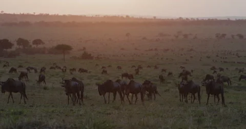 Migrating herd wildebeest grazing in African savannah grasslands at sunset Stock Footage 160903004