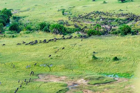 Migrating herds crossing small stream in Serengeti NAtional Park. 写真素材