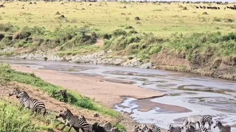 Migrating herds of wildebeest and zebra Stock Footage 317739239