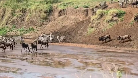 Migrating herds of wildebeest and zebra Stock Footage 317739246
