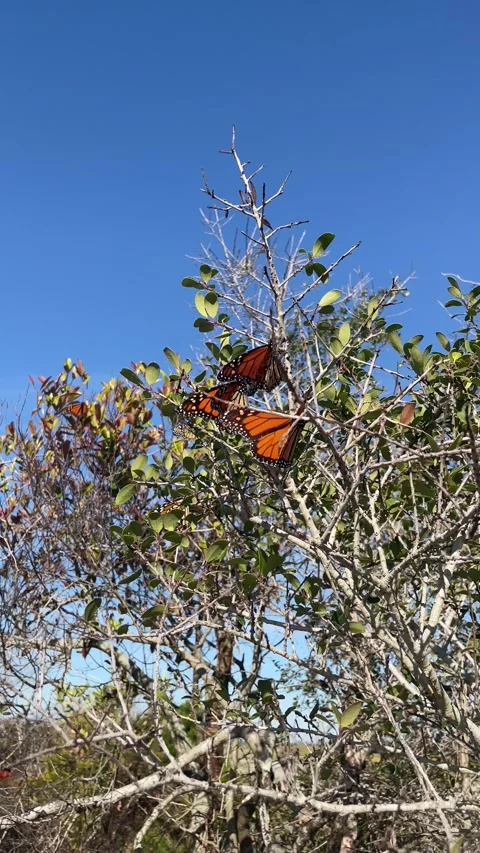 Migrating Monarch Butterflies In Trees Stock Footage 254477328