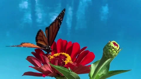 Migrating monarch getting nectar from red zinnia Stock Footage 238060666