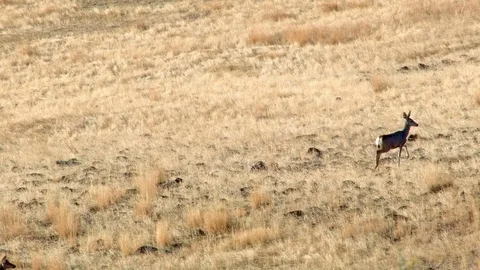 Migrating mule deer family does and fawns Western Ranch Oregon 29 Stock Footage 81781935