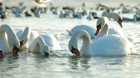 Migrating Mute Swans Stock Footage