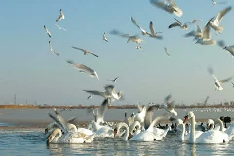 Migrating Mute Swans Stock Footage