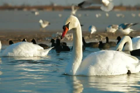 Migrating Mute Swans Stock Footage