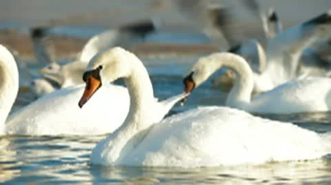 Migrating Mute Swans Stock Footage