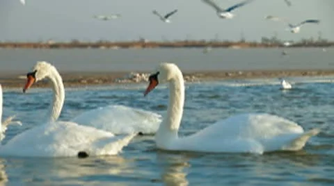 Migrating Mute Swans Stock Footage