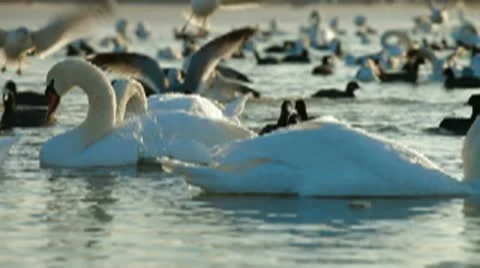 Migrating Mute Swans Stock Footage