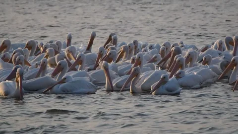 Migrating pelicans on a lake Stock Footage 103325082