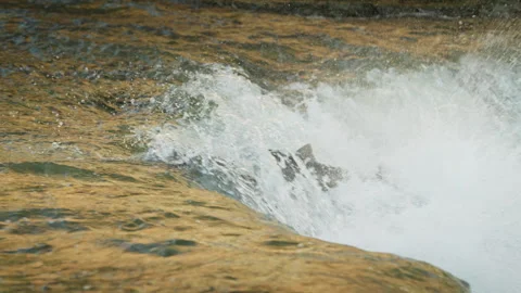 Migrating Salmon Splashing Upstream Stock Footage 344031483