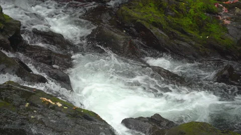 Migrating salmon stage below rapid in Alaska Stock Footage 268651332
