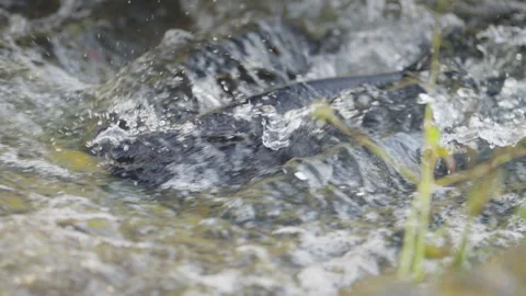 Migrating Salmon Struggling Upstream through Shallow Whitewater Rapids Stock Footage 344030940