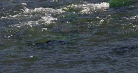 Migrating Salmon Trout swimming in a river Stock Footage 172531141
