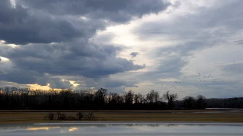 Migrating Sandhill Cranes Stock Footage 119038696