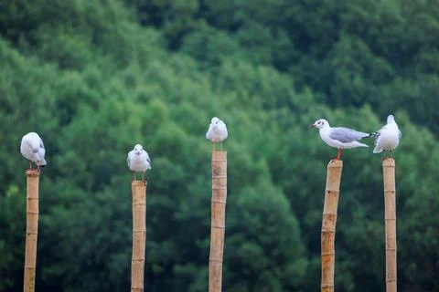 Migrating seagulls perching on bamboo poles in the sea against green forest Stock Photos