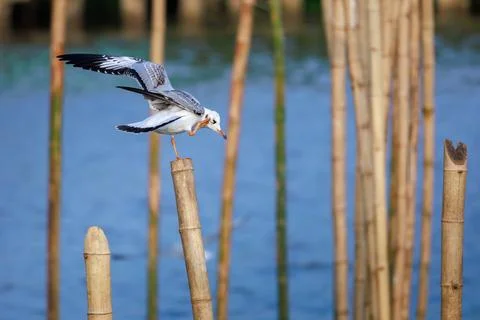 Migrating seagulls perching, scratching its head with foot on bamboo pole Stock Photos