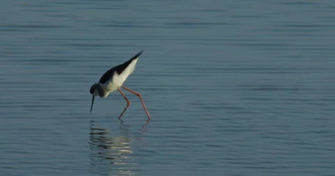 Migrating shore bird wintering in Sitra Stock Footage 299263973